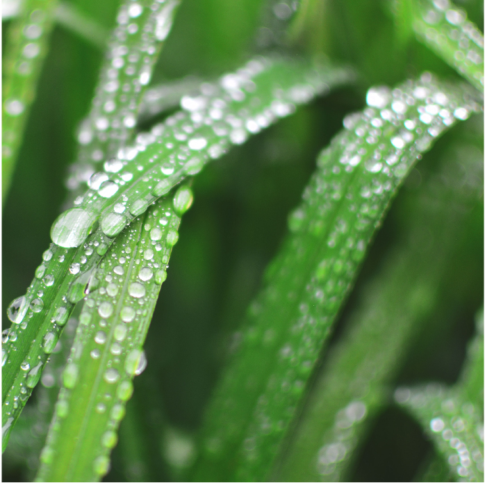 Moisture Sensor