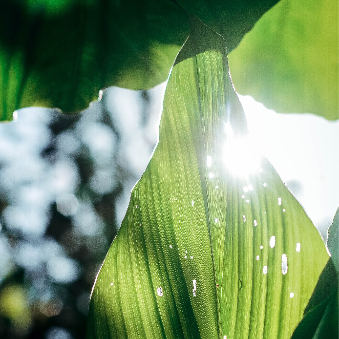 Sunlight Sensor